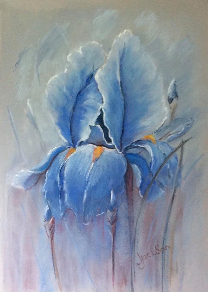 Pastel Blue Iris, a pastel painting by Jaine Jackson